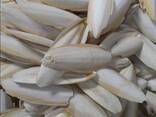 2023 Hot Sale Cuttlefish Bones Dried cuttlefish bone Cuttle fish bone - фото 2