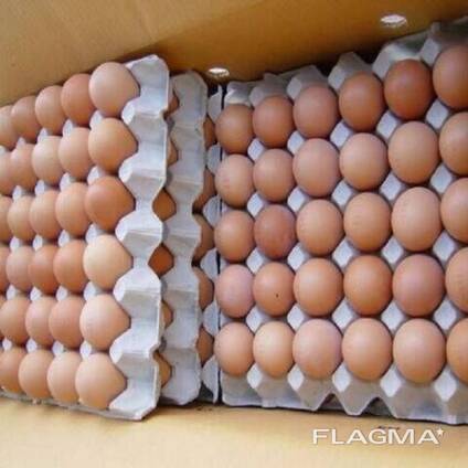 Fresh Table Chicken Eggs, Chicken eggs in Bulk, Fertilized Chicken Hatching Eggs