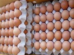Fresh Table Chicken Eggs, Chicken eggs in Bulk, Fertilized Chicken Hatching Eggs