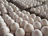 Fresh Table Chicken Eggs, Chicken eggs in Bulk, Fertilized Chicken Hatching Eggs - photo 1