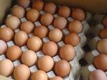 Fresh Table Chicken Eggs, Chicken eggs in Bulk, Fertilized Chicken Hatching Eggs - фото 2