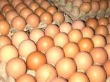 Fresh Table Chicken Eggs, Chicken eggs in Bulk, Fertilized Chicken Hatching Eggs - фото 5