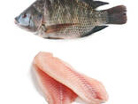 Frozen Tilapia Fish - фото 1
