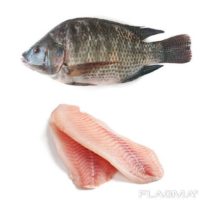Frozen Tilapia Fish