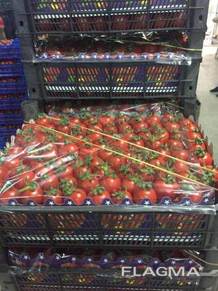 Помидор KOKTEYL