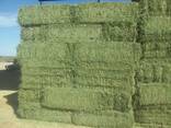 Top quality alfalfa hay - photo 2