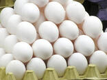 Top quality eggs for sale - photo 5