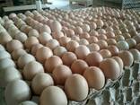 Valilno jajce ROSS-308, od proizvajalca - photo 1