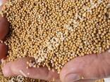 White mustard seed (Sinapis alba) - photo 1