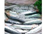 Whole Round Frozen Sardine Fish - фото 1