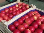 Яблоки из Польши! Apples from Poland! - фото 6