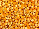Yellow corn - photo 1
